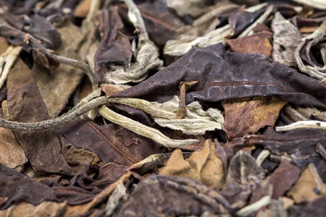 津乔普洱解读勐库大叶种茶的特性