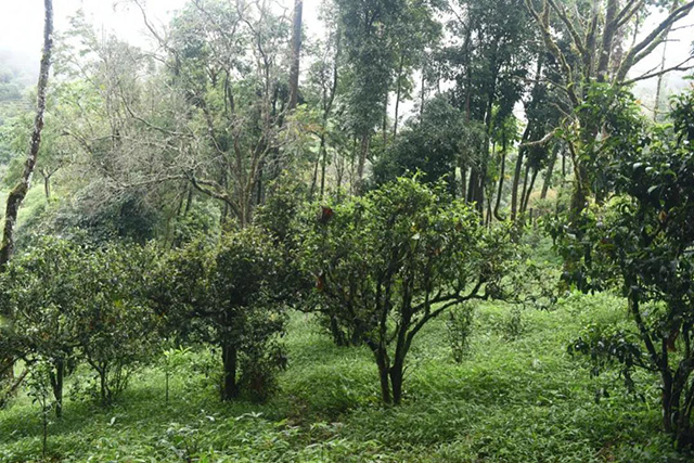 詹英佩西双版纳为何有那么多的古茶山古茶园