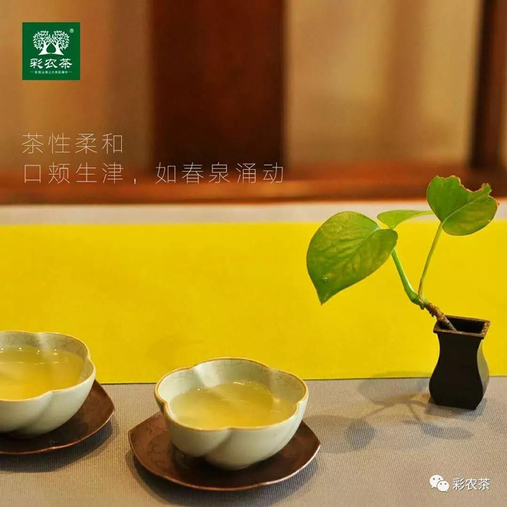 彩农茶勐海小饼茶汤