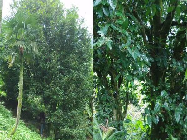 森林中的大型古茶树