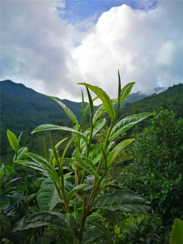 古墨村古茶树