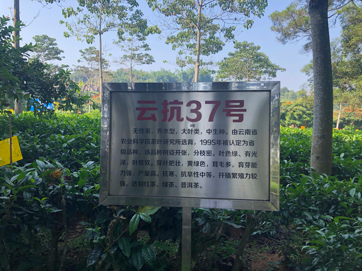 大益庄园云抗37号茶叶种植基地