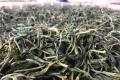 古树茶的下半场：由竞价稀缺资源到产业化规模开发