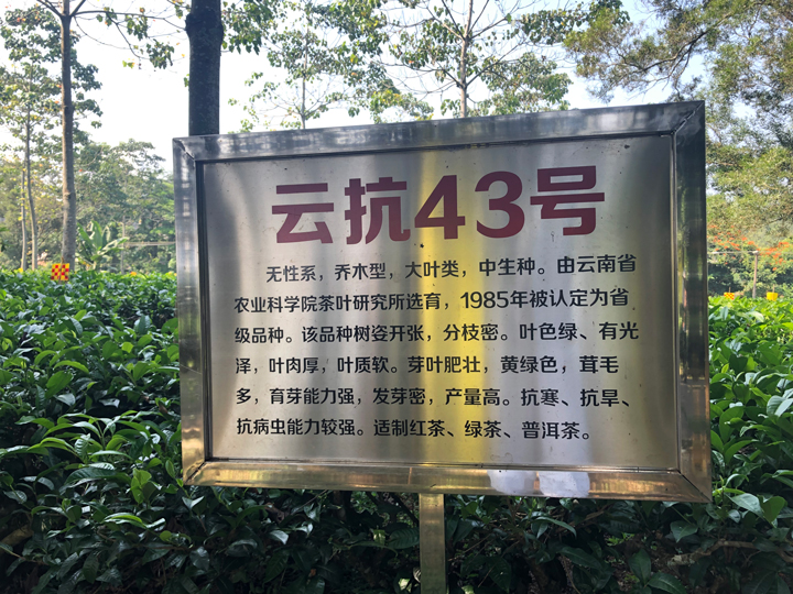 大益庄园云抗43号茶叶种植基地