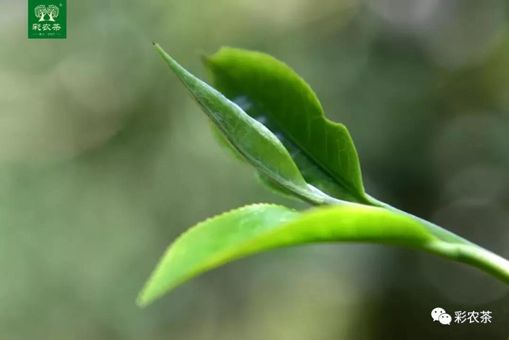 古茶树芽叶