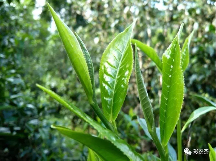 老曼峨普洱茶鲜叶