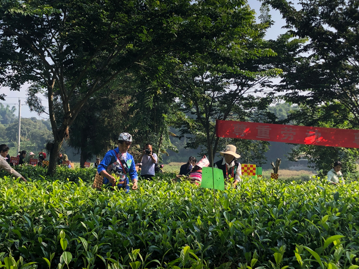 图为采茶。本图由云南文华工作室提供，第十一届勐海茶王节拍摄于大益庄园。