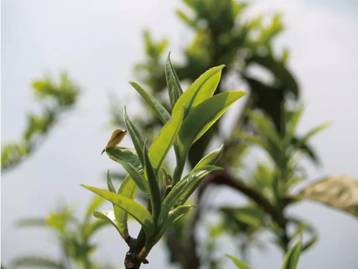 普洱茶芽叶