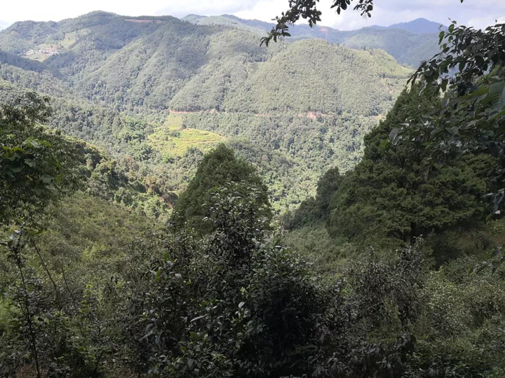 凤凰山普洱茶产地