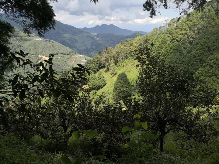 凤凰山古茶树