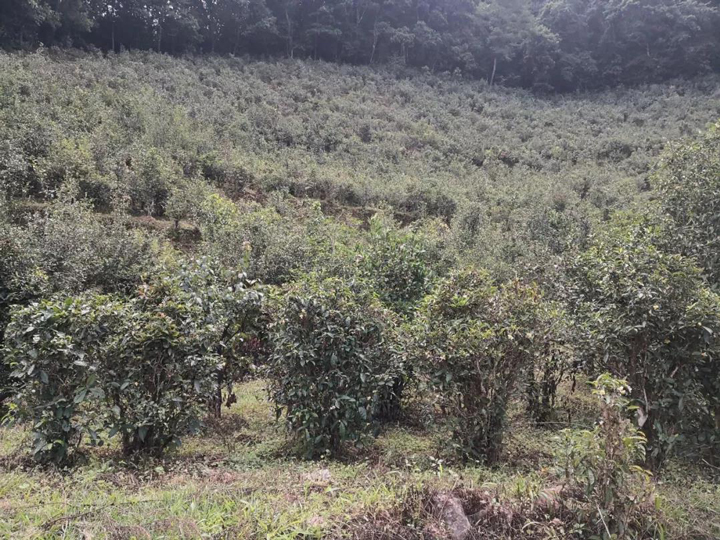 凤凰山茶园