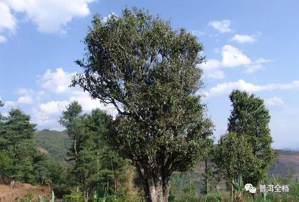 箐门口大茶树