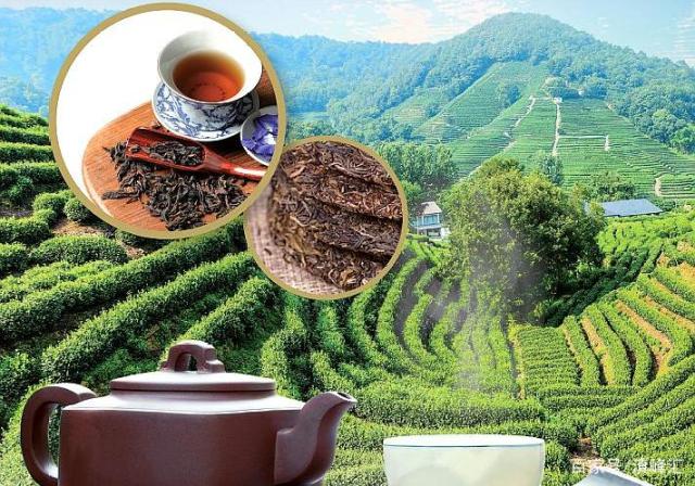龙润茶茶山