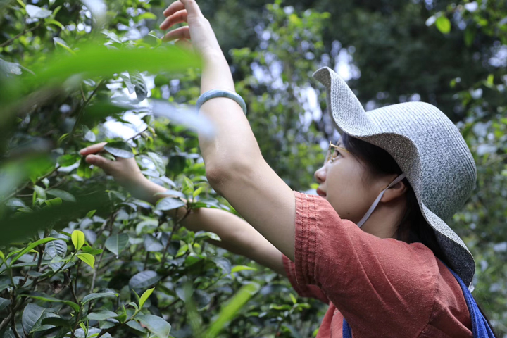 清越在麻黑茶园摘茶