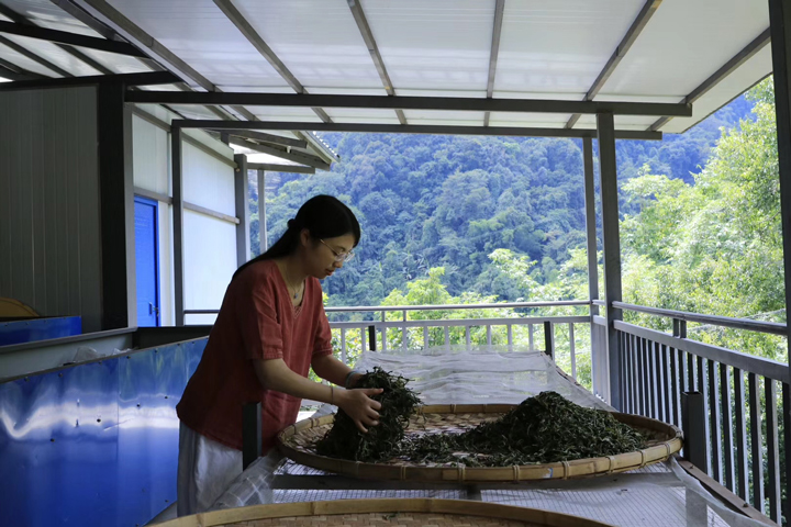 麻黑古树秋茶揉捻