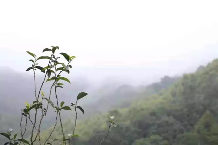 茶山