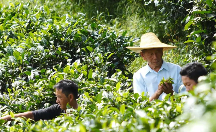 茶山采茶