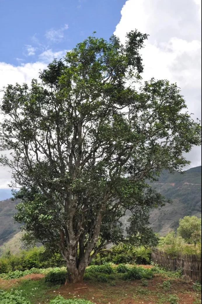 澜沧邦崴过渡型1800年世界过渡型茶树王古茶树