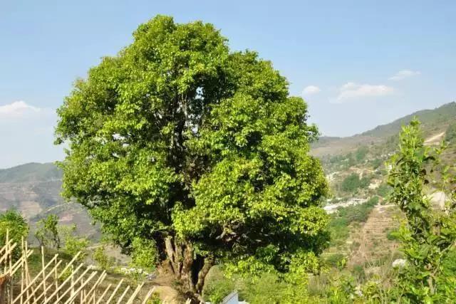 澜沧邦崴过渡型1800年世界过渡型茶树王古茶树