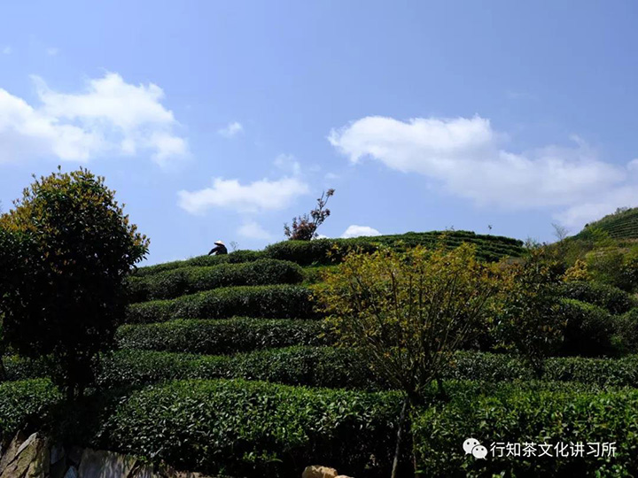 政和白茶铁山村仙山岩