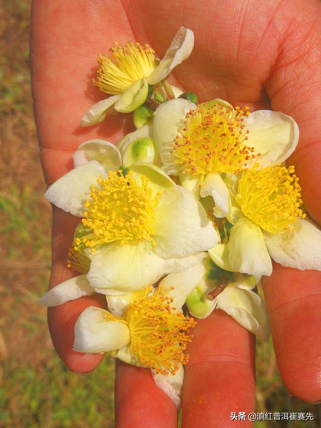 茶树茶花