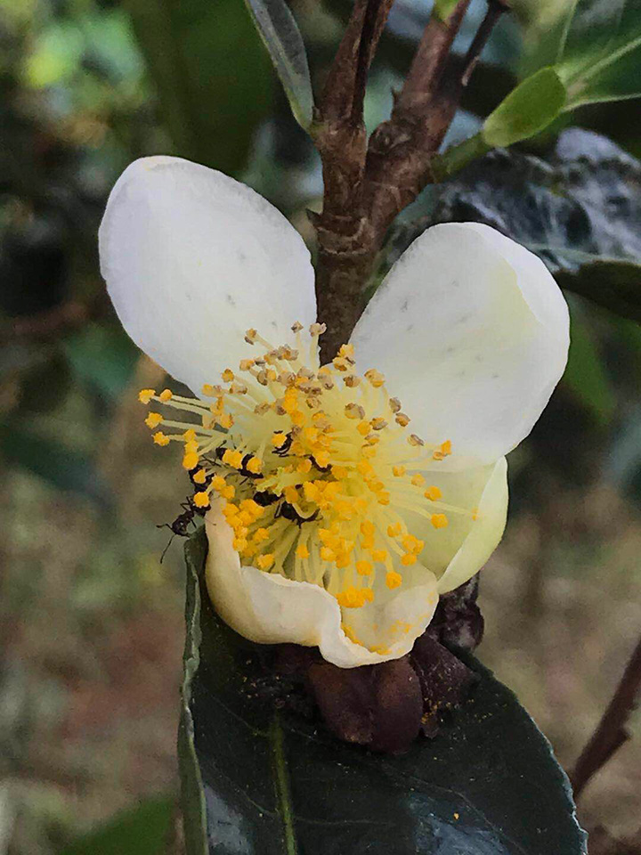 茶树茶花