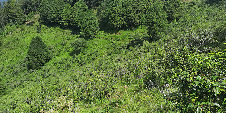 凤凰古茶山