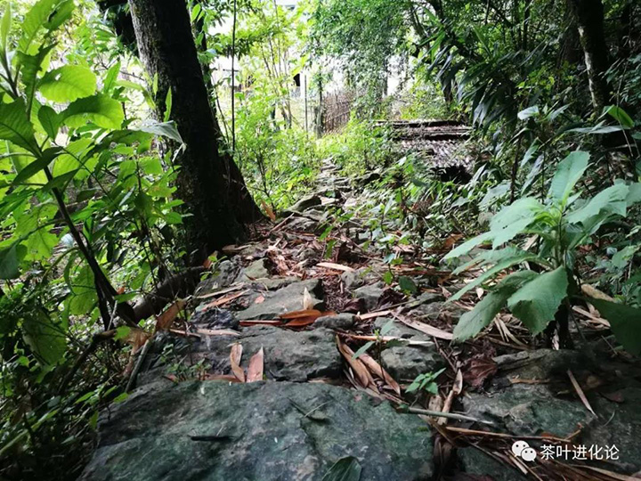 茶马古道