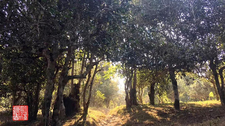 明泽茶仓帕沙古茶山茶园