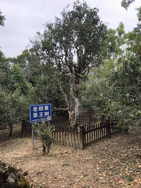 2018年3月老班章茶王树实拍图