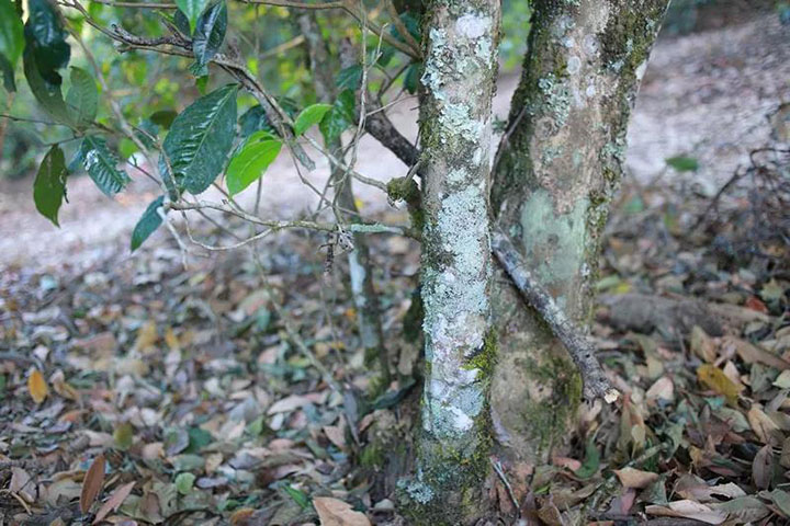 可以观察到，这个老茶树的根部长出了一些新侧枝
