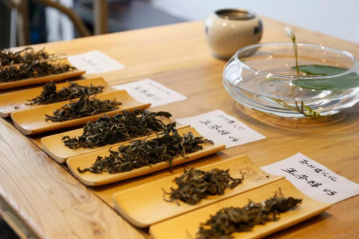 茶叶审评
