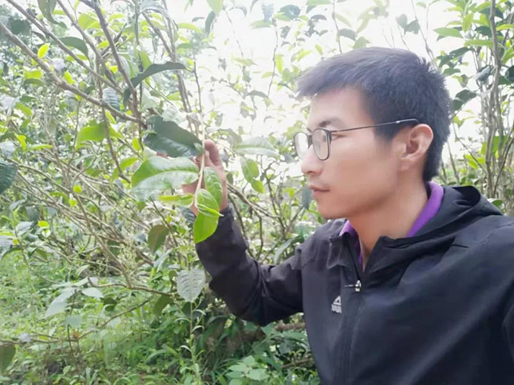 罗志懿学完课按照正确工艺制作的茶样