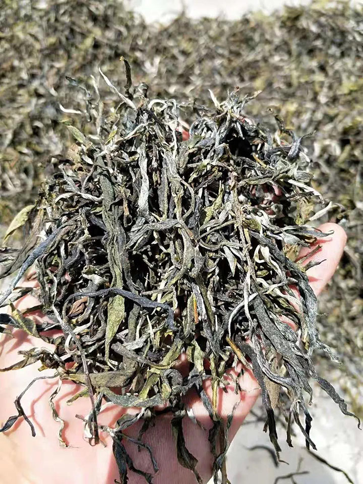 晒青茶