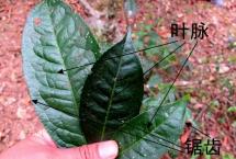 论普洱茶的耐泡性与茶梗的关系「刀哥说茶」