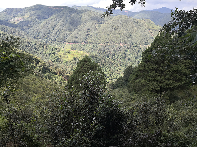 凤凰古茶山