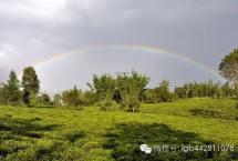 曼扫的上午茶时光「勐海行纪之三」