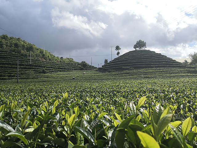 凤凰古茶山