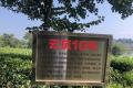 从茶园到茶杯，云南“爱心茶园”实现造血式扶贫