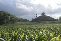 解读普洱茶的投资魔方（上）「茶届白马非马专栏」 