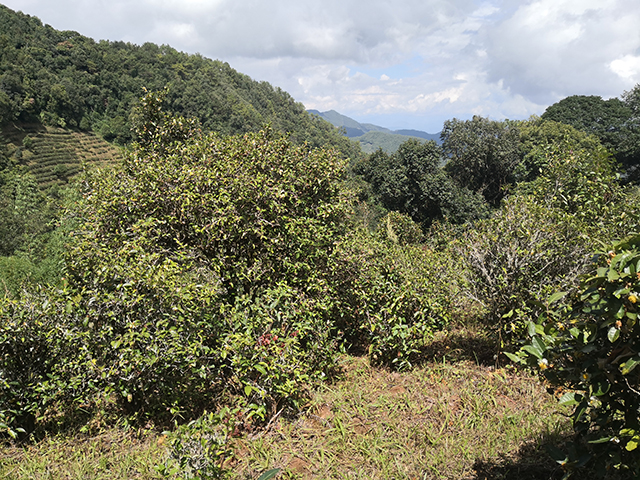 凤凰古茶山