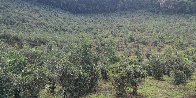 凤凰古茶山