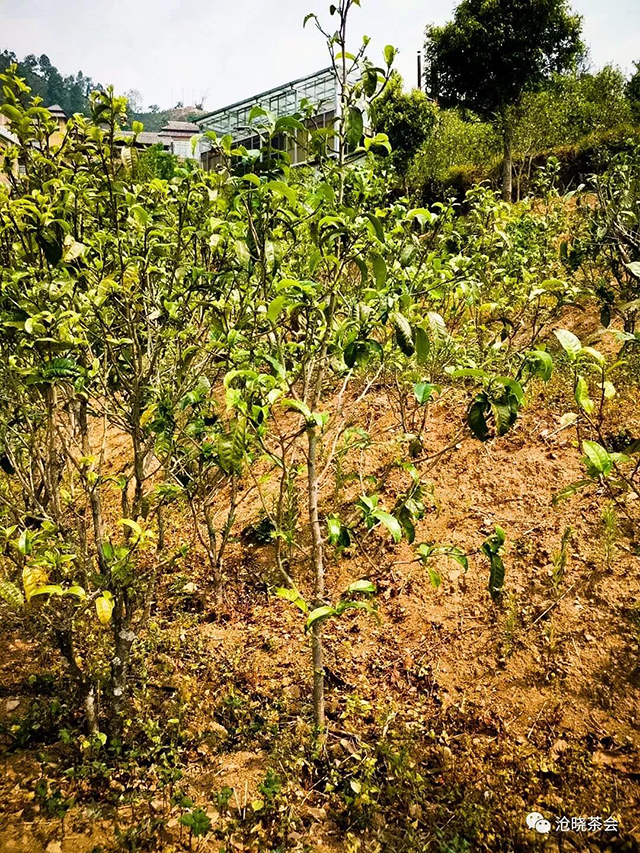 冰岛的小茶树。