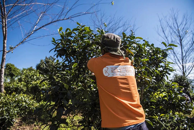 人工修剪茶树。