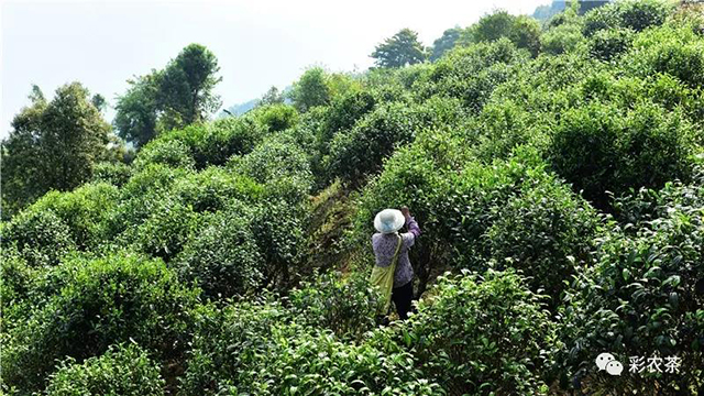 云南岩茶