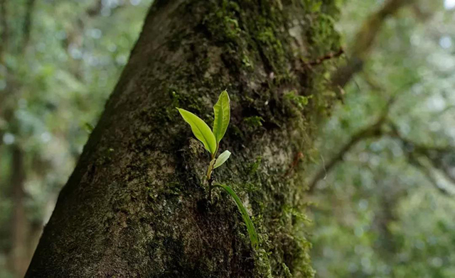 寄生在古茶树上植物