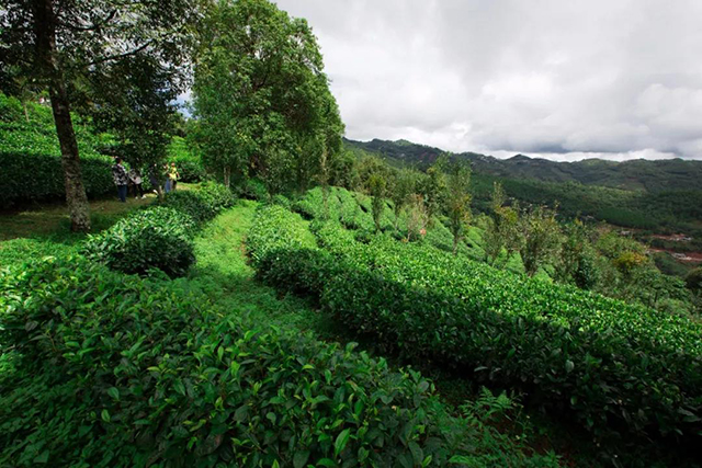 时木茶园