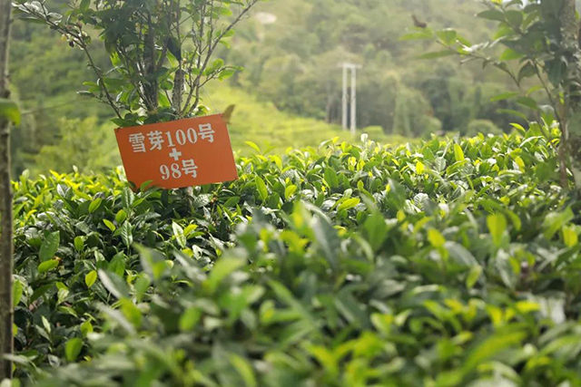 茶树品种雪芽100+98号