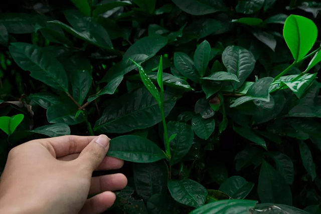 9月份，时木茶园里肥硕的茶芽