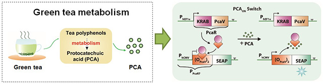 图1：原儿茶酸控制开关（PCA Switch）设计原理示意图。